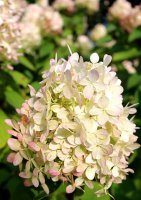 Hydrangea paniculata Silver Dollar, Rispenhortensie, 40-60 cm, im 5-l-Container (Ø 23 cm)
