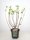 Hydrangea paniculata Silver Dollar, Rispenhortensie, 40-60 cm, im 5-l-Container (Ø 23 cm)