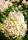 Hydrangea paniculata Silver Dollar, Rispenhortensie, 40-60 cm, im 5-l-Container (Ø 23 cm)