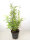 Fargesia nitida Black Pearl, Schwarzer Schirmbambus, Winterhart, 50-60 cm, im 3-l-Container (Ø 19 cm)