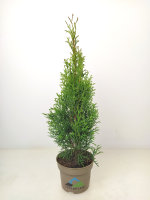 Lebensbaum Thuja occ. Smaragd, 40-60 cm (Topf Ø 13...