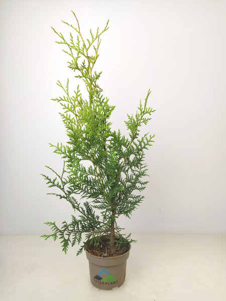 Lebensbaum, Thuja occ. Brabant, mind. 60 cm (P13, Ø 13cm), inkl. Dünger