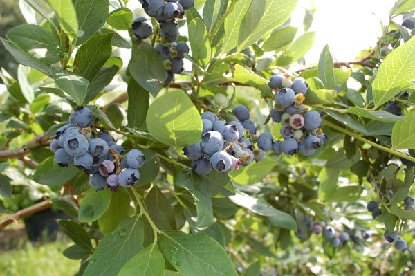 Vaccinium corymb. Goldtraube, Heidelbeere, 40-60 cm, im 2-l-Container (Ø 17 cm) inkl. Dünger