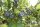 Vaccinium corymb. Goldtraube, Heidelbeere, 40-60 cm, im 2-l-Container (Ø 17 cm) inkl. Dünger