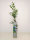 Vaccinium corymb. Goldtraube, Heidelbeere, 40-60 cm, im 2-l-Container (Ø 17 cm) inkl. Dünger